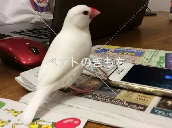 迷子鳥の画像