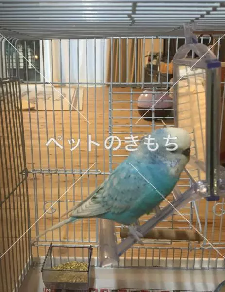迷子鳥の画像