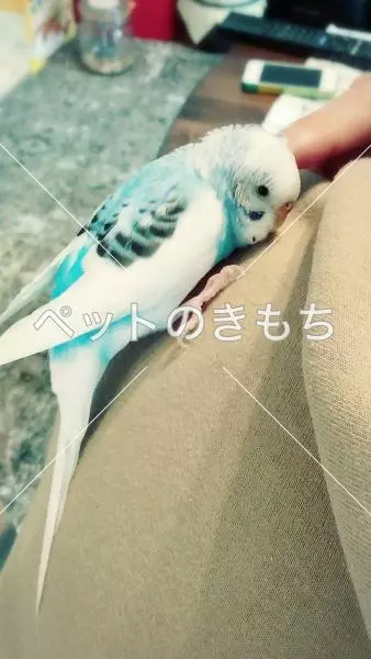 迷子鳥の画像