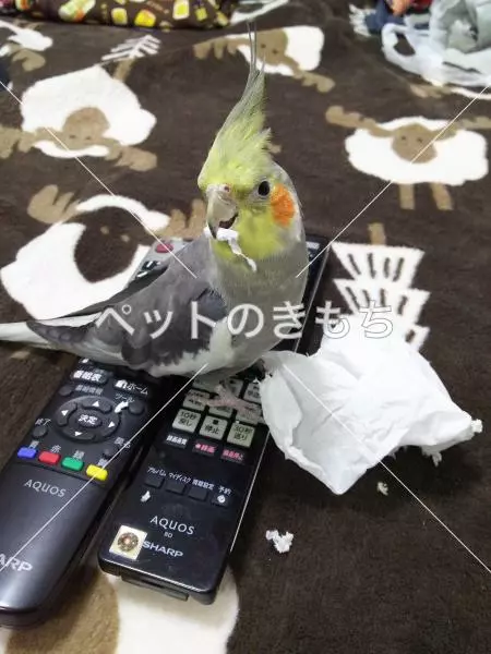 迷子鳥の画像