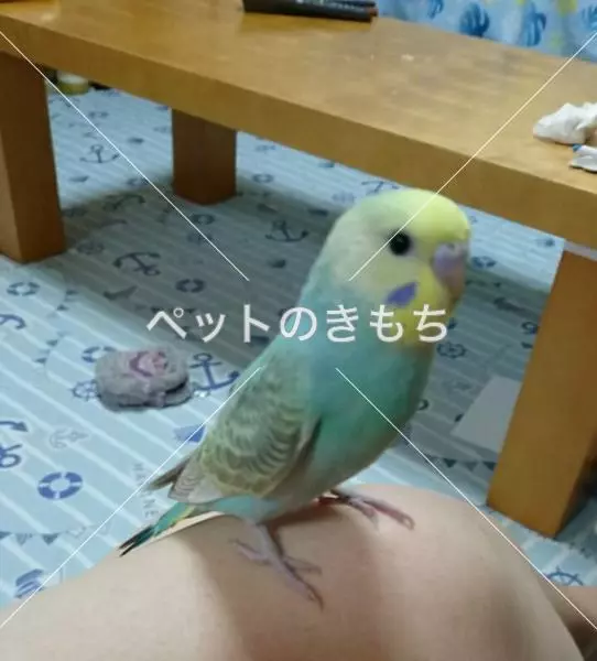 迷子鳥の画像