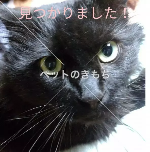 コメント投稿の画像