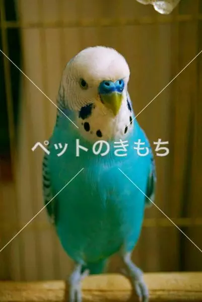 迷子鳥の画像