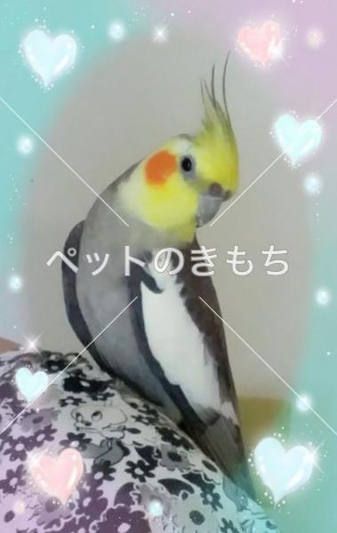 迷子鳥の画像