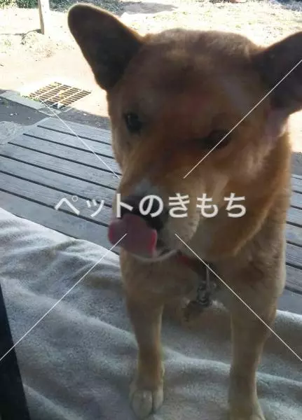 コメント投稿の画像