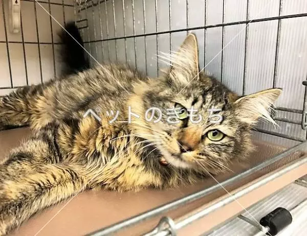 保護猫の画像