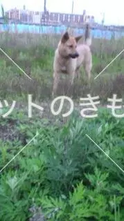 コメント投稿の画像