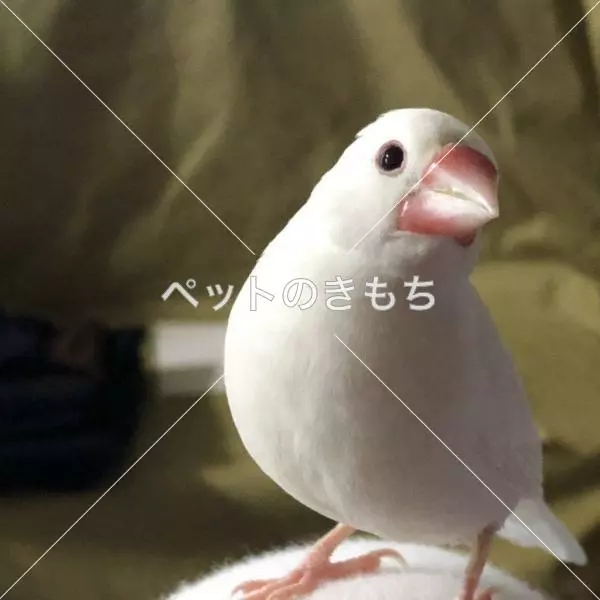 迷子鳥の画像