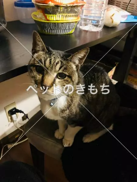 迷子猫の画像
