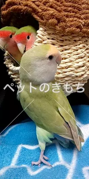 コメント投稿の画像