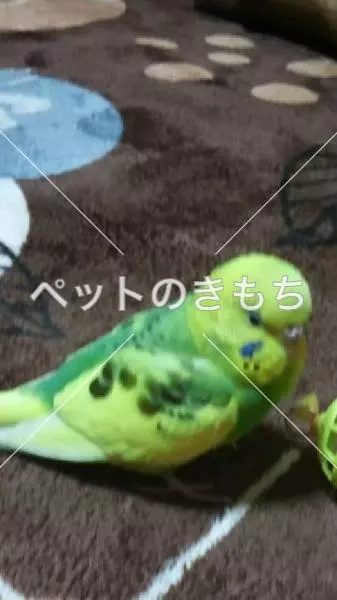 迷子鳥の画像