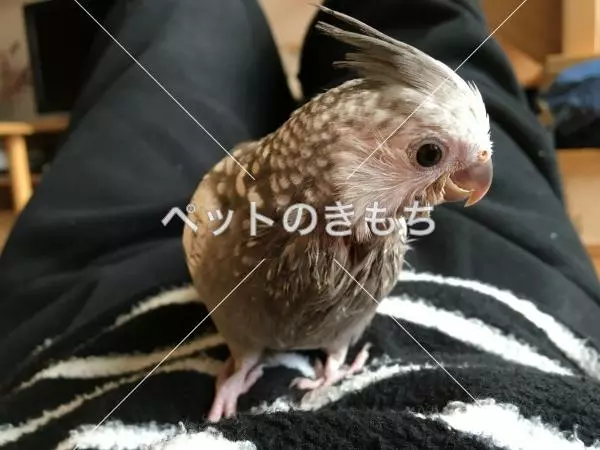 迷子鳥の画像