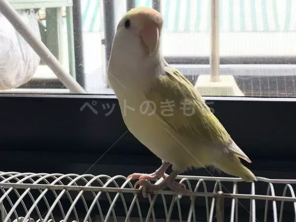 迷子鳥の画像