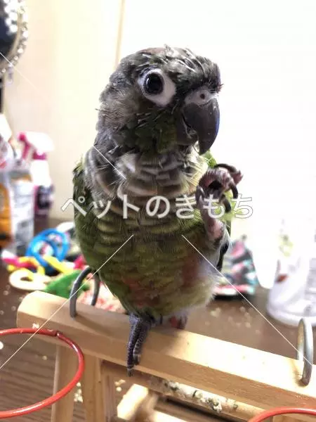 迷子鳥の画像