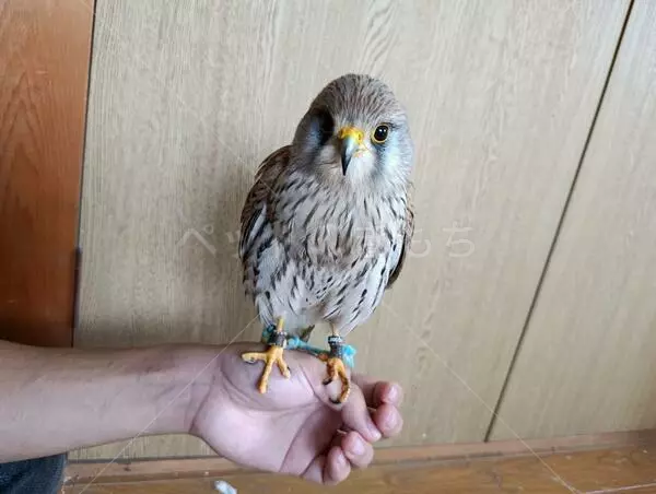 迷子鳥の画像