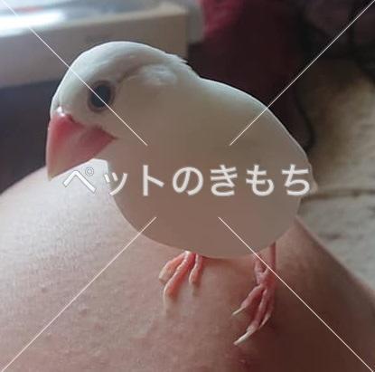 迷子鳥の画像