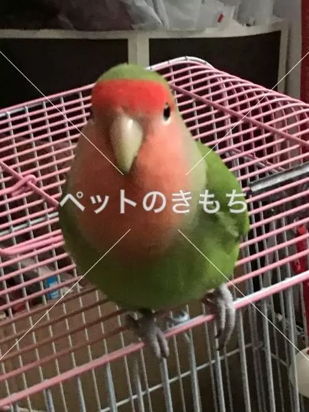 迷子鳥の画像
