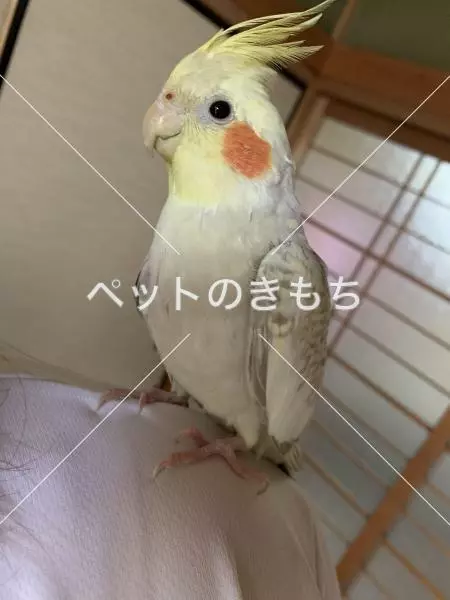 迷子鳥の画像