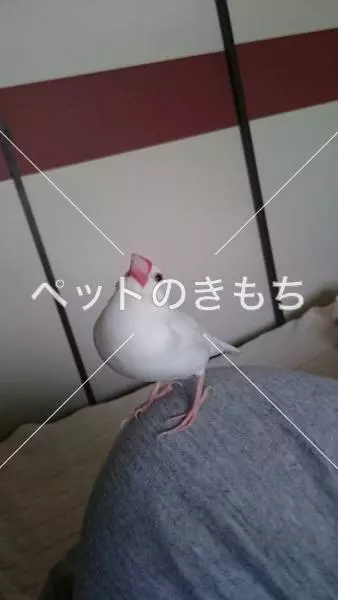 コメント投稿の画像