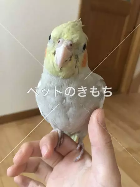 迷子鳥の画像