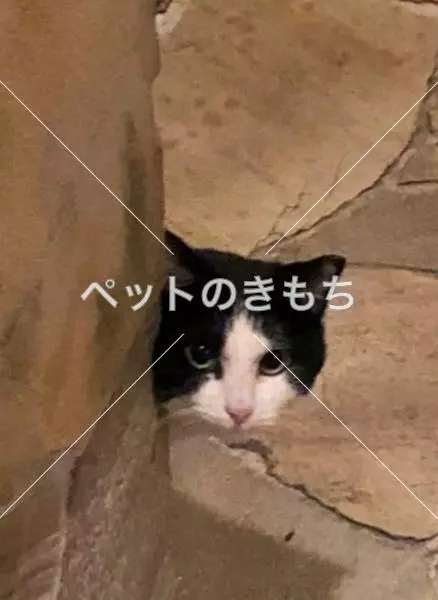 迷子猫の画像