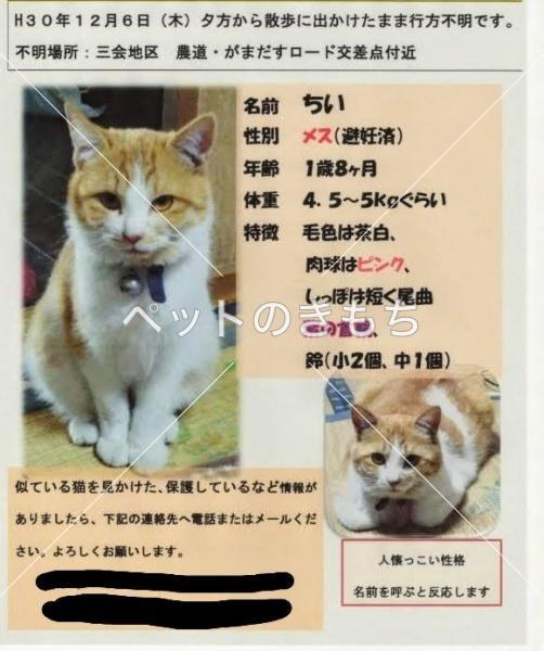 長崎県島原市出の川町で雑種が迷子になりました。迷子猫 No.8401