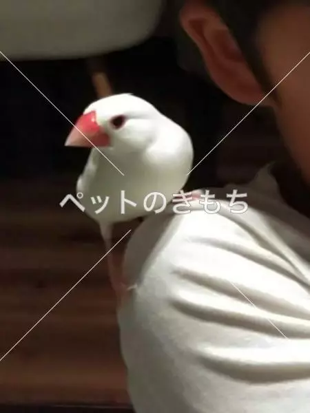 迷子鳥の画像
