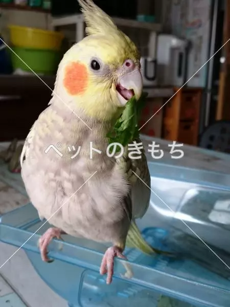 迷子鳥の画像