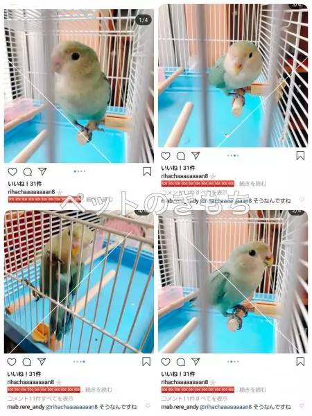 コメント投稿の画像