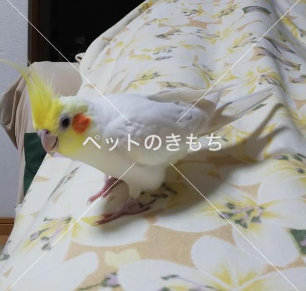 迷い鳥の写真