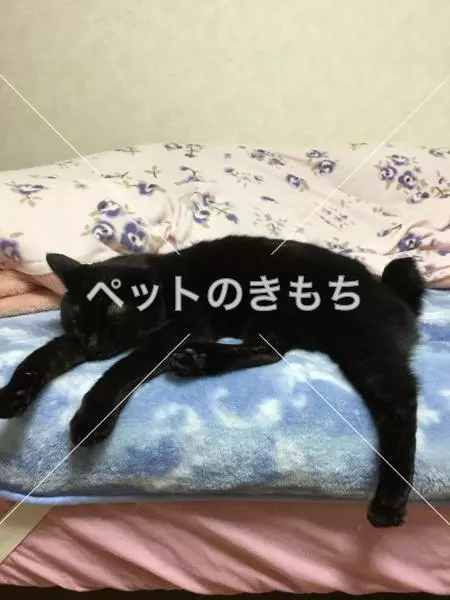 迷子猫の画像