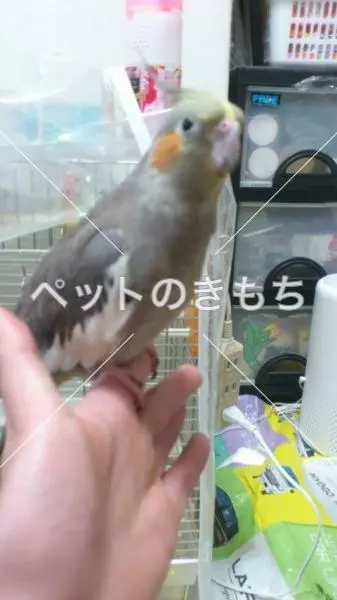 迷子鳥の画像