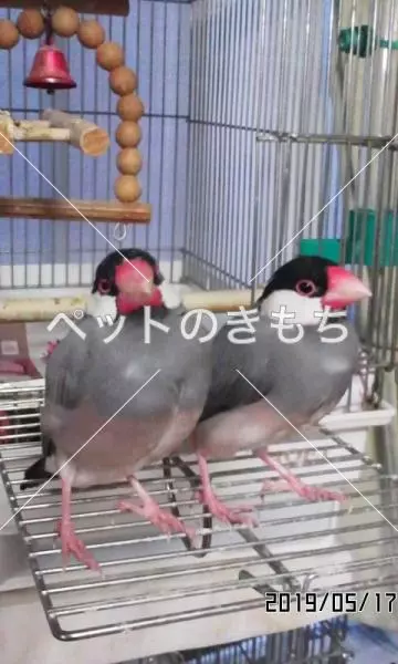 迷子鳥の画像