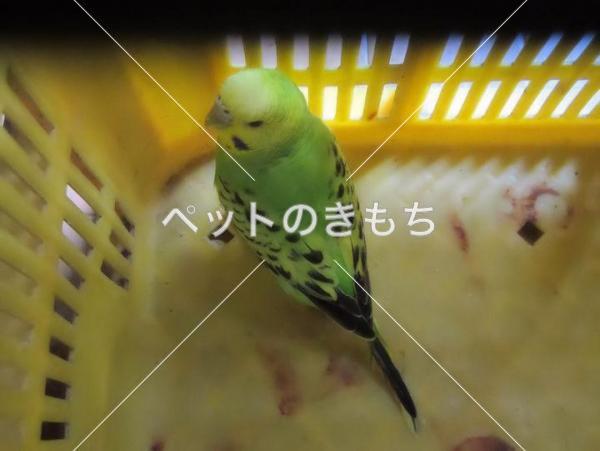保護鳥の写真