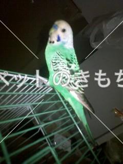 保護鳥の写真