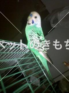 保護鳥の画像