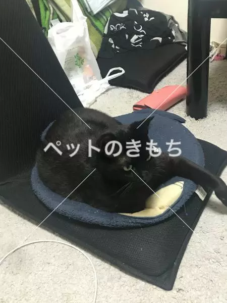 迷子猫の画像