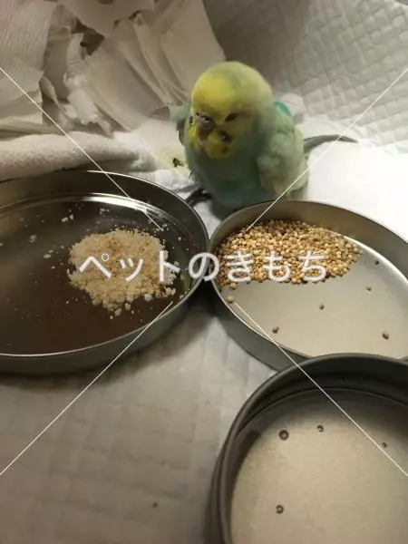 コメント投稿の画像