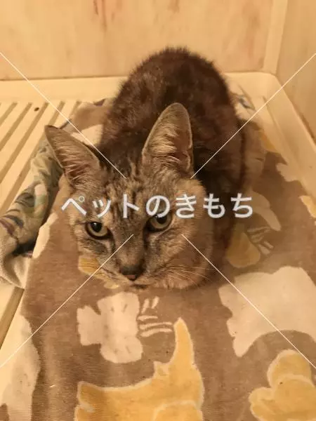 迷子猫の画像