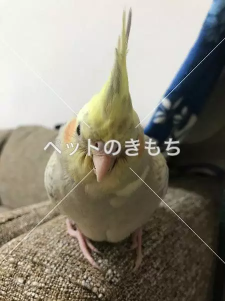 迷子鳥の画像