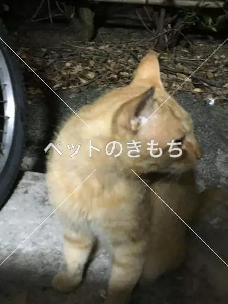 保護猫の画像
