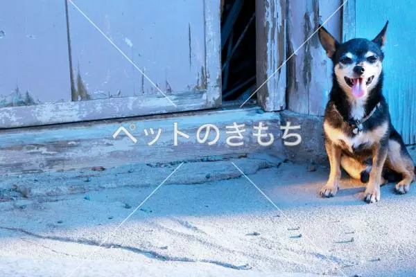 迷子犬の画像