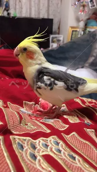 迷子鳥の画像