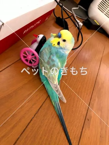 迷子鳥の画像