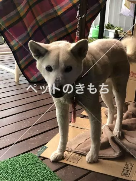 保護犬の画像