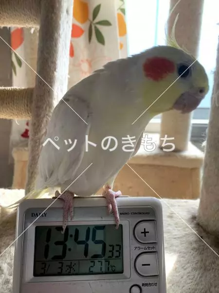 迷子鳥の画像