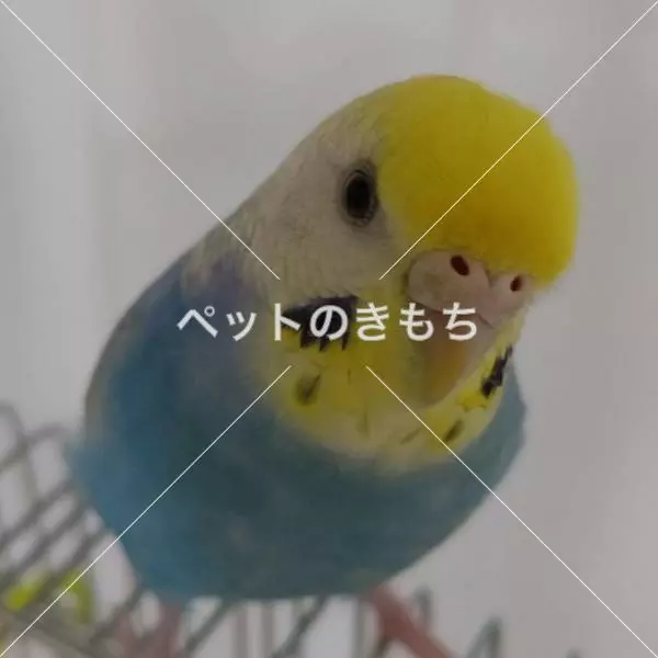 迷子鳥の画像