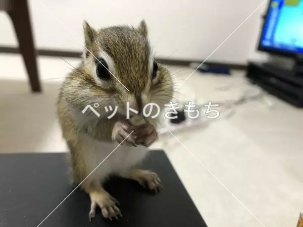 迷子ペットの画像