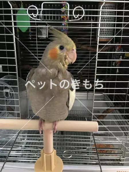 迷子鳥の画像