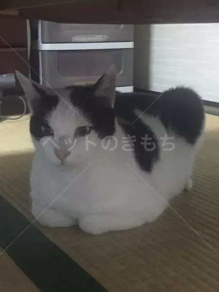 迷子猫の画像